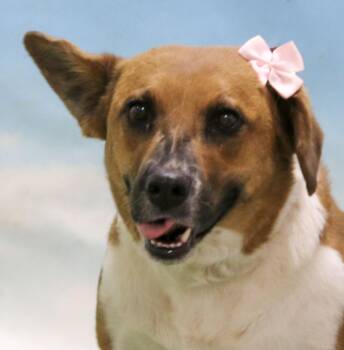 Rescue Mixed Breed Dogs for Adoption in Casa Grande, Arizona - Mickey | PetCurious