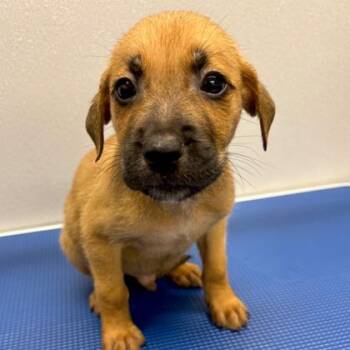 Capybara -  Mixed Breed Dog for Adoption in Merriam, Kansas - Capybara | PetCurious