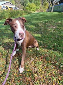 Rescue Mixed Breed Dogs for Adoption in Binghamton, New York - Goldie | PetCurious