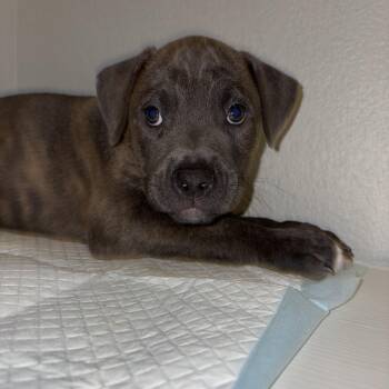 Labrador Retriever and American Bulldog Dogs Available for Adoption - Rusty | PetCurious