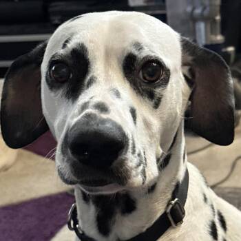 Pongo -  Dalmatian Dog for Adoption in Scottsdale, Arizona - Pongo | PetCurious