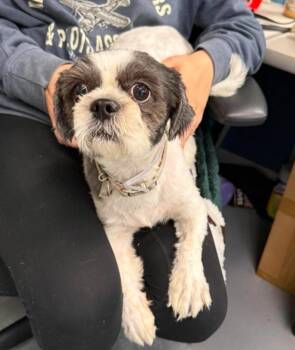 Morgan -  Shih Tzu Dog for Adoption in Sedalia, Colorado - Morgan | PetCurious