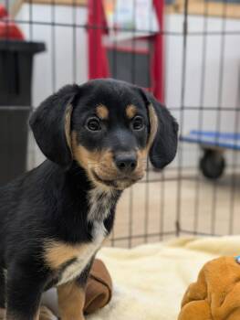 Puppy Cade -  Beagle and Hound Dog for Adoption in Cuyahoga Falls, Ohio - Puppy Cade | PetCurious