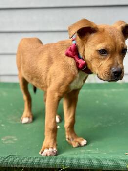 Rescue American Bulldog Dogs for Adoption in Hartsville, South Carolina - Rooster | PetCurious