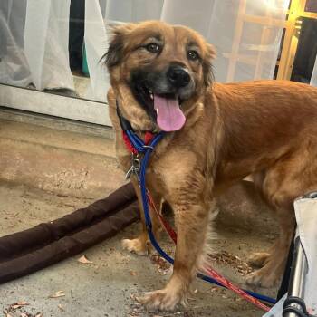 Shirley -  Shepherd Dog for Adoption in Raleigh, North Carolina - Shirley | PetCurious