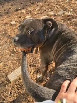 Rescue Pit Bull Terrier Dogs for Adoption in Burlington, New Jersey - Rucker | PetCurious