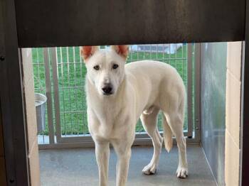 German Shepherd Dog Dogs Available for Adoption in Tustin, California - CANNOLI | PetCurious