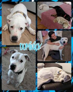 Rescue Pit Bull Terrier Dogs for Adoption in Lancaster, New York - Dominick | PetCurious