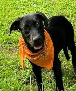 Gunner -  Black Labrador Retriever Dog for Adoption - Gunner | PetCurious