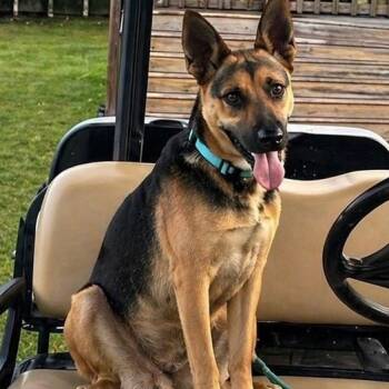 Hope -  German Shepherd Dog Dog for Adoption in Houston, Texas - Hope | PetCurious