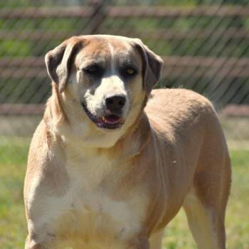 Harlow -  Rhodesian Ridgeback and Labrador Retriever Dog Available for Adoption in Wharton, Texas - Harlow | PetCurious