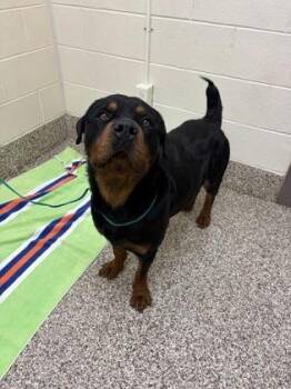 Rottweiler and Mixed Breed Dogs Available for Adoption in Westland, Michigan - Wrigley | PetCurious