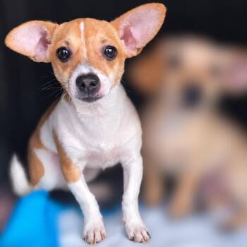 Bolt -  Chihuahua and Dachshund Dog for Adoption in Tucson, Arizona - Bolt | PetCurious