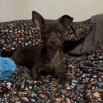 Chihuahua Dogs Available for Adoption in Phoenix, Arizona - Coco | PetCurious
