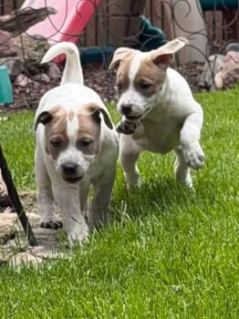 Boxer and Pit Bull Terrier Dogs Available for Adoption in Oswego, Illinois - Skye  | PetCurious