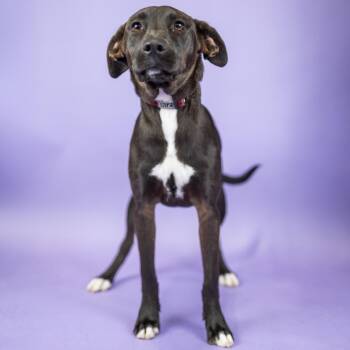 Cub -  Black Labrador Retriever and Mixed Breed Dog for Adoption in Portland, Oregon - Cub | PetCurious