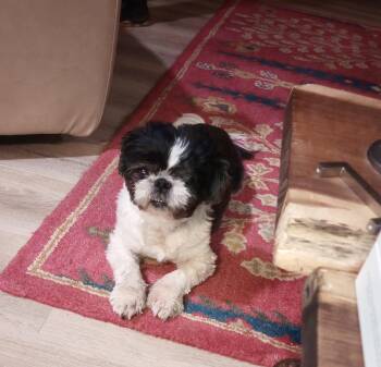 Ollie -  Shih Tzu Dog for Adoption in Cincinnati, Ohio - Ollie | PetCurious