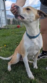 Labrador Retriever and Hound Dogs Available for Adoption in Westminster, Maryland - George | PetCurious