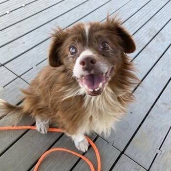 Keds -  Pomeranian Dog for Adoption in Ramona, California - Keds | PetCurious