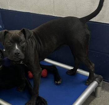 Cajun 5 months female AVAILABLE 7/1 -  Labrador Retriever Dog for Adoption in Sterling, Massachusetts - Cajun 5 Months Female AVAILABLE 7/1 | PetCurious