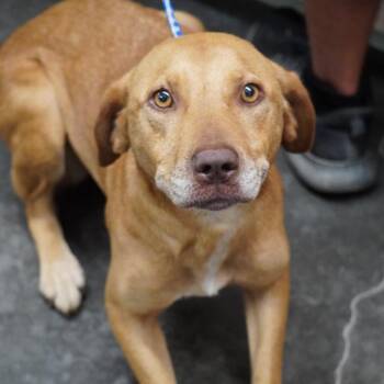 Fiona -  Pit Bull Terrier and Mixed Breed Dog for Adoption in Evensville, Tennessee - Fiona | PetCurious