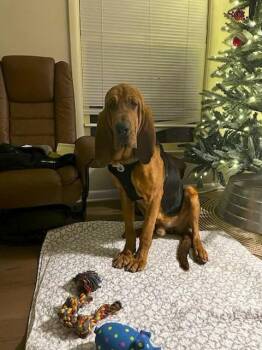 Bloodhound Dogs Available for Adoption - Byron | PetCurious