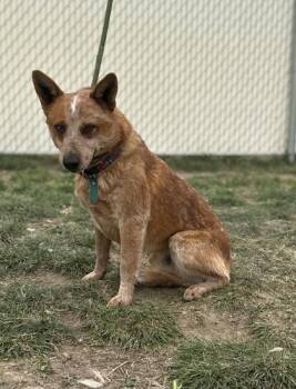 Australian Cattle Dog Blue Heeler Dogs Available for Adoption in Spanish Fork, Utah - Charmander(92927) | PetCurious