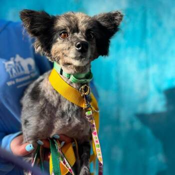 Crue -  Pomeranian Dog for Adoption in Campton Hills, Illinois - Crue | PetCurious