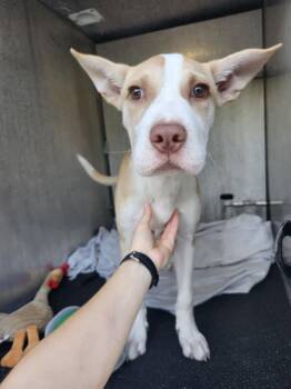 ROSHI -  Plott Hound and Mixed Breed Dog for Adoption in San Antonio, Texas - ROSHI | PetCurious