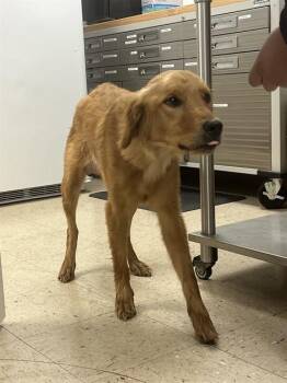 Golden Retriever Dogs Available for Adoption in Killeen, Texas - MARIGOLD | PetCurious