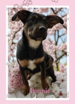 Bonnie -  German Shepherd Dog and Labrador Retriever Dog for Adoption in Watertown, Connecticut - Bonnie | PetCurious