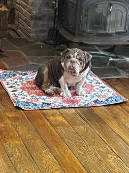 Rescue English Bulldog Dogs for Adoption in Greenwich, New York - Ruby | PetCurious