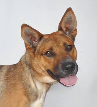 CHIP -  German Shepherd Dog Dog for Adoption in Pasadena, California - CHIP | PetCurious