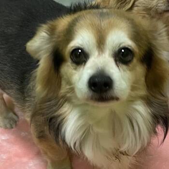 Chihuahua Dogs Available for Adoption in Spokane, Washington - King | PetCurious