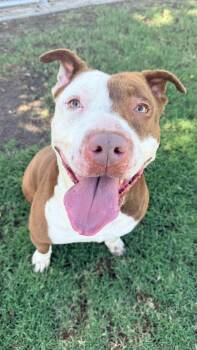Gizmo --Courtesy Post. Out of town pet. See below for details-- -  Pit Bull Terrier Dog for Adoption in Eagle, Idaho - Gizmo --Courtesy Post. Out Of Town Pet. See Below For Details-- | PetCurious