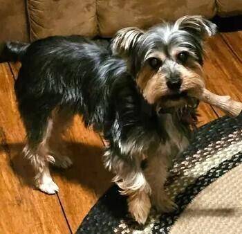 Bonnie Yorkie -  Yorkshire Terrier Dog for Adoption in Dallas, Texas - Bonnie Yorkie | PetCurious