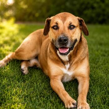 Nicky -  Hound and Mixed Breed Dog for Adoption in Houston, Texas - Nicky | PetCurious