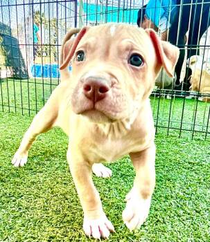 Booker -  American Bulldog and Mixed Breed Dog for Adoption in Cape Coral, Florida - Booker | PetCurious