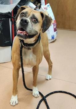 Freya -  Boxer Dog for Adoption in Kennewick, Washington - Freya | PetCurious