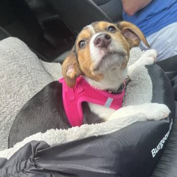 Lottie -  Beagle and Jack Russell Terrier Dog for Adoption in La Grange, Kentucky - Lottie | PetCurious