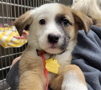 German Shepherd Dog and Australian Shepherd Dogs Available for Adoption in St. Louis, Missouri - MINDY | PetCurious