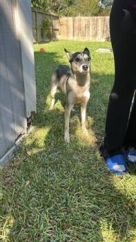 Rescue Siberian Husky and Mixed Breed Dogs for Adoption in Houston, Texas - A644284 | PetCurious