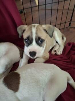 Sekiryu -  Mixed Breed Dog for Adoption in Honolulu, Hawaii - Sekiryu | PetCurious