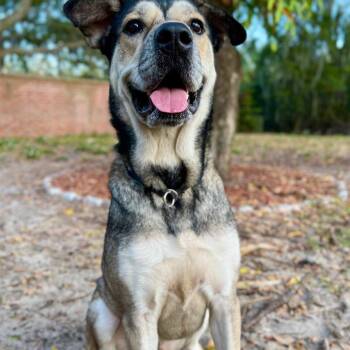 Husky and None Dogs Available for Adoption in Clearwater, Florida - Ford | PetCurious