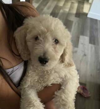 Rescue Golden Retriever and Standard Poodle Dogs for Adoption - Claire *Arriving 11/21* | PetCurious