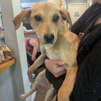 Mixed Breed Dogs Available for Adoption in Boaz, Alabama - Nakoma | PetCurious