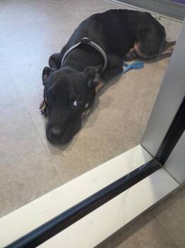 Scotty -  Mixed Breed Dog for Adoption in Bossier City, Louisiana - Scotty | PetCurious