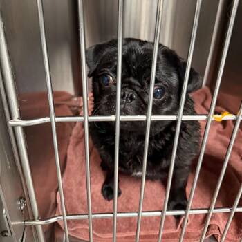 Shadow - 3944 -  Pug Dog for Adoption in Uniontown, Pennsylvania - Shadow - 3944 | PetCurious