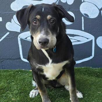 FOSTER NEEDED - Chipper -  Greater Swiss Mountain Dog and Mixed Breed Dog for Adoption - FOSTER NEEDED - Chipper | PetCurious