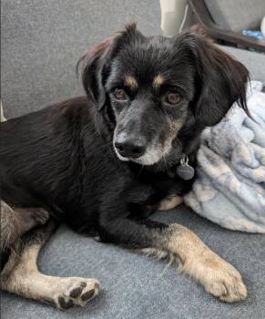 Almond -  Spaniel and Tibetan Spaniel Dog for Adoption in New York, New York - Almond | PetCurious